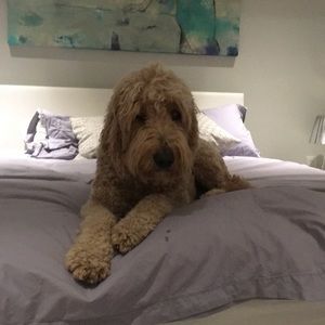 Meet your Posher, Susie